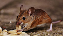 Opossum Control